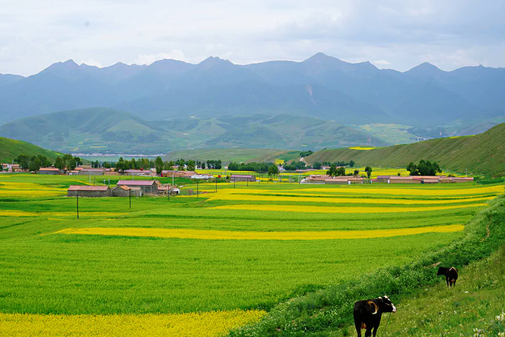 Zijian Huang, FINALIST