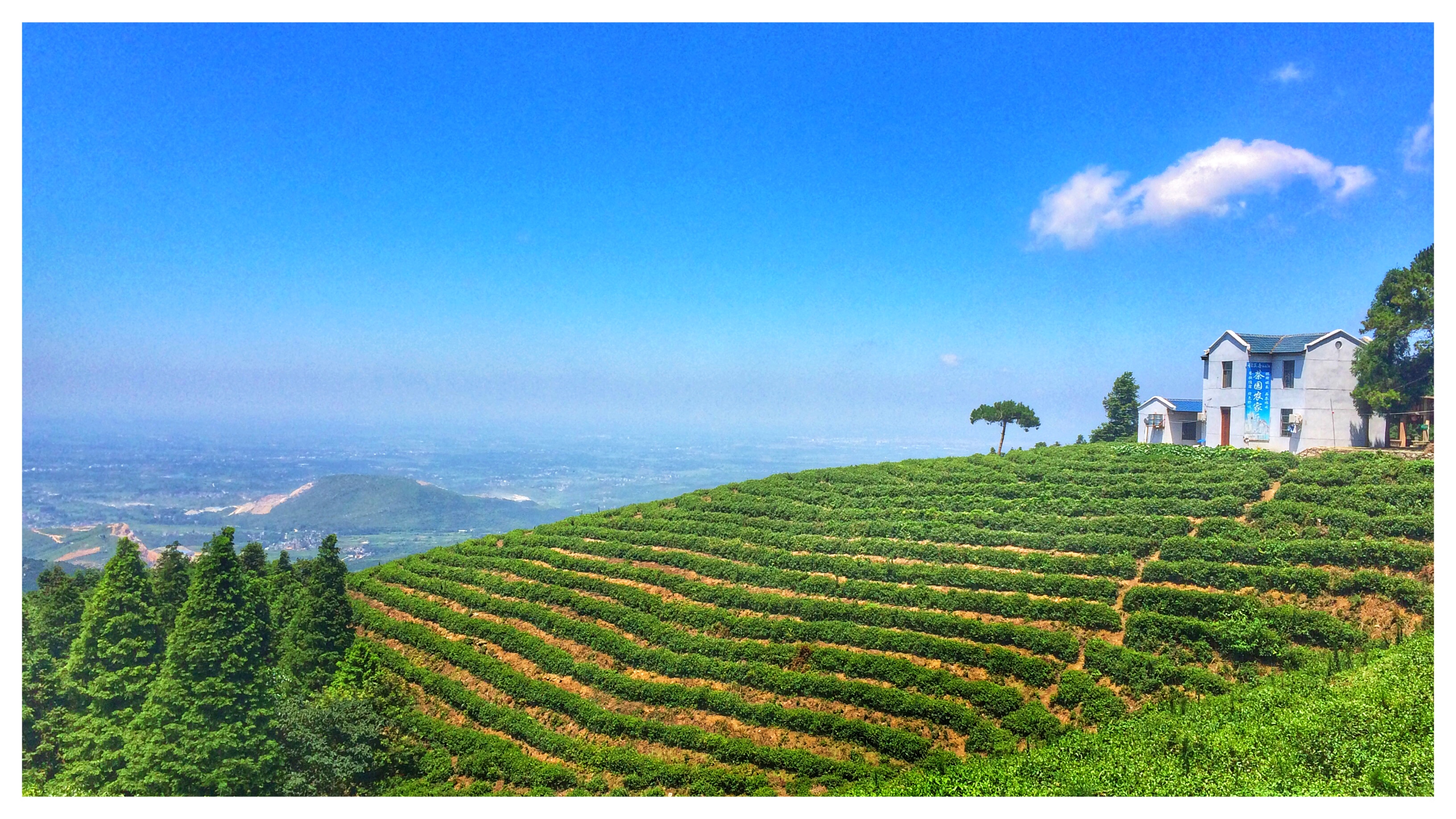Chengwu Zhang, FINALIST